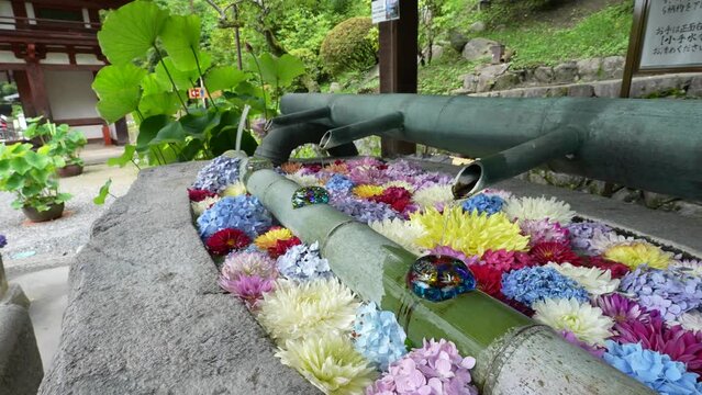 岡寺・奥之院紫陽花回廊の紫陽花