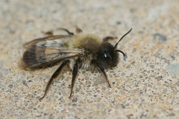 Closeup on a female of the endangered nycthemeral miner, Andrena nycthemera warming up on the ground