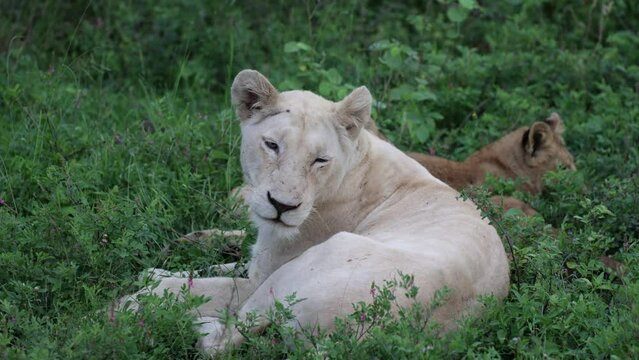  a sleepy white lioness with cubs in Kruger National Park
