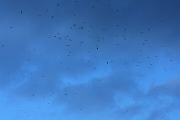 flock of seagulls