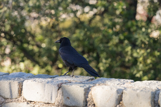Black raven bird in spring in city park