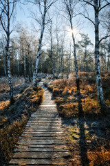 Holzweg durch das Moor, vorbei an Birken