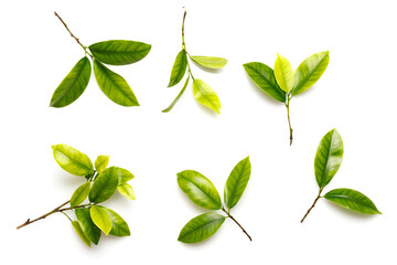 Set of branches with green young foliage on a white background