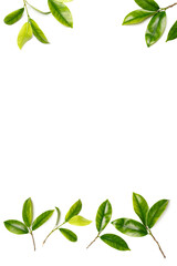 Banner with branches with green young foliage on a white background