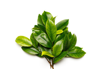 Banner with branches with green young foliage on a white background;