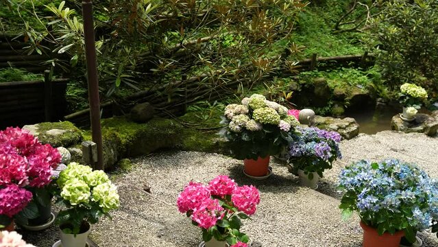 岡寺・奥之院紫陽花回廊の紫陽花
