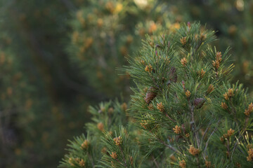 Closeup of southern Mediterranean pine in spring