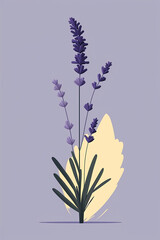 Lavender flowers watercolor illustration. Organic Lavandula herb stems with buds and green leaves close up illustration. Medical and aroma lilac herb botanical drawing.