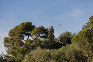 Big white seagull flying over Mediterranean coast