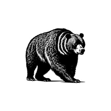 Bear walking vector illustration | Silhouette of a brown bear svg 