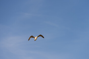 Fototapeta na wymiar Big seagull flying in sky over mediterranean coast with warm light