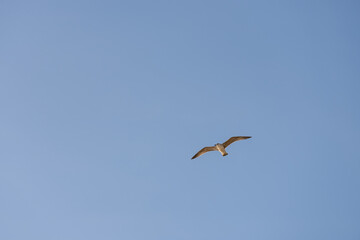 Big seagull flying in sky over mediterranean coast with warm light