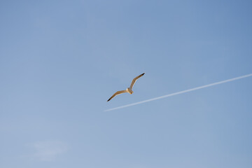 Big seagull flying in sky over mediterranean coast with warm light