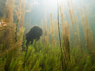 Underwater view of freshwater lake with aquatic plants and plankton
