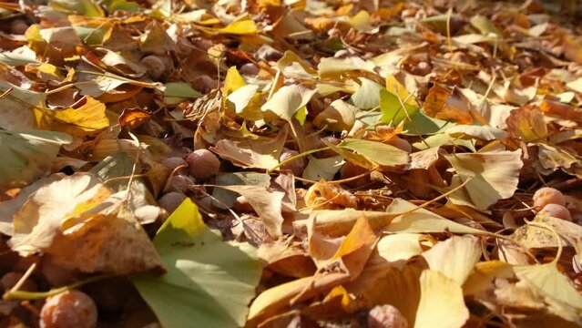 Close up of ginkgo leaves and nuts on the ground.