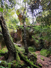 The photo shows a verdant summer forest in a Polish national park, featuring tall trees with lush green leaves, embodying the tranquility and untouched beauty of nature.