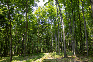 The photo shows a verdant summer forest in a Polish national park, featuring tall trees with lush green leaves, embodying the tranquility and untouched beauty of nature.