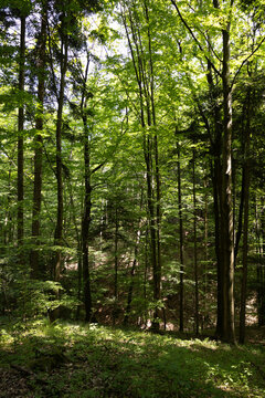 The photo shows a verdant summer forest in a Polish national park, featuring tall trees with lush green leaves, embodying the tranquility and untouched beauty of nature.