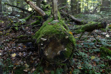 The photo depicts a national park with pristine nature, featuring diverse plants, lush greenery. vibrant plants in their natural, untouched state