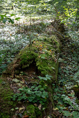 The photo depicts a national park with pristine nature, featuring diverse plants, lush greenery. vibrant plants in their natural, untouched state
