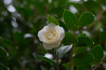 White camellia flower in bloom during springtime. Beautiful flowers in the garden