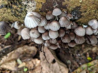 Groups of Psathyrella fungi growing on woody stems