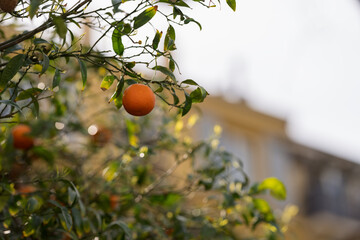 Orange tree in city closeup shot in spring
