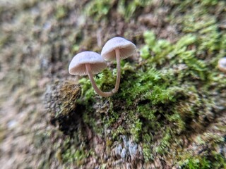Groups of Psathyrella fungi growing on woody stems