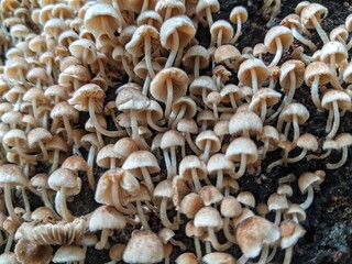 Groups of Psathyrella fungi growing on woody stems