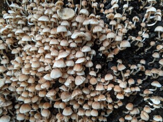 Groups of Psathyrella fungi growing on woody stems