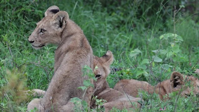 Lion cubs making their way to the white lioness