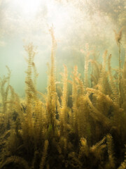 Dense underwater vegetation of alternate water-milfoil