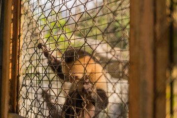 MONO ARAÑA PEQUEÑO