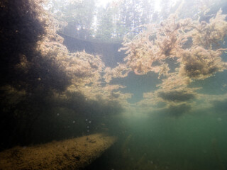 Hazy underwater view of plankton and aquatic moss