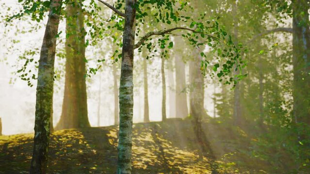 A serene forest scene with sunlight streaming through the majestic birch trees