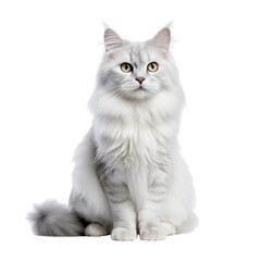fluffy cat sitting on transparent background