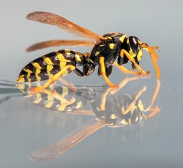 Mirroring wasp, European common wasp, Vespula Vulgaris