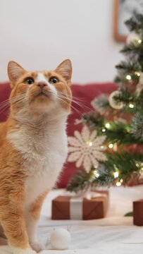 The cat rests at home, surrounded by festive decorations, creating an atmosphere of comfort and warmth. Vertical video. The whale rejoices at the New Year's gift lying under the Christmas tree