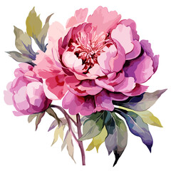 Watercolor pink peony. With buds and leaves. Isolated on white background. Vector.