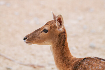 Obraz premium Head shot of a female deer. Close up head view of a female deer in isolated background..