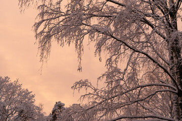 Branches of a snow-covered tree against a cloudy sky. Everything is bathed in the natural pink color of the setting sun. Scenery. Background. Winter.