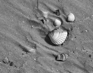 Black and white broken seashells on wet sand beach at hot sun summer day - 704328044