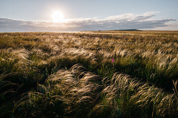 Golden light in the steppe at sunset