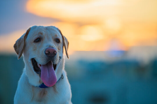 Portrait image of a Labrador retriever dog looing on the side. Golden retriever dog portrait image with sunset background and copy space...