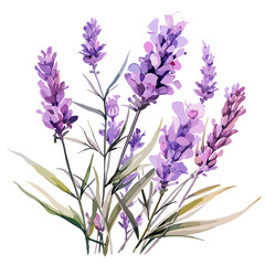 A lovely bunch of lavender flowers on a white background. Illustrated in vector format.