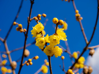 鮮やかな蝋梅の黄色い花