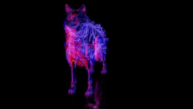 Rendering 3D animation, VISUAL EFFECTS Wolf model on a black background