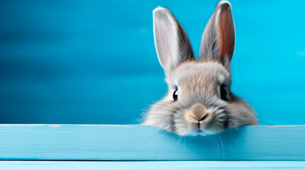 Funny bunny rabbit looking at the camera on a blue background , Easter bunny concept