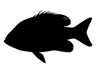 Tilapia Fish silhouette vector art white background