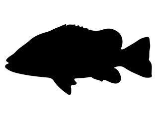 Tilapia Fish silhouette vector art white background